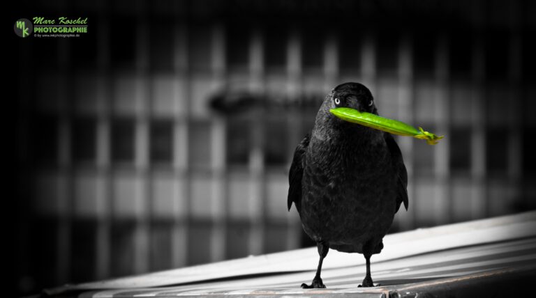 Ziele sind das Falsche — Kyūdō weiß es besser